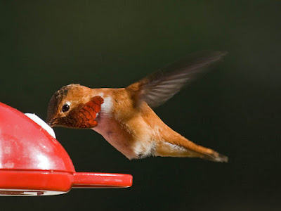 Photo of a male Rufous Hummingbird at a feeder Photo of a male Rufous Hummingbird at a feeder