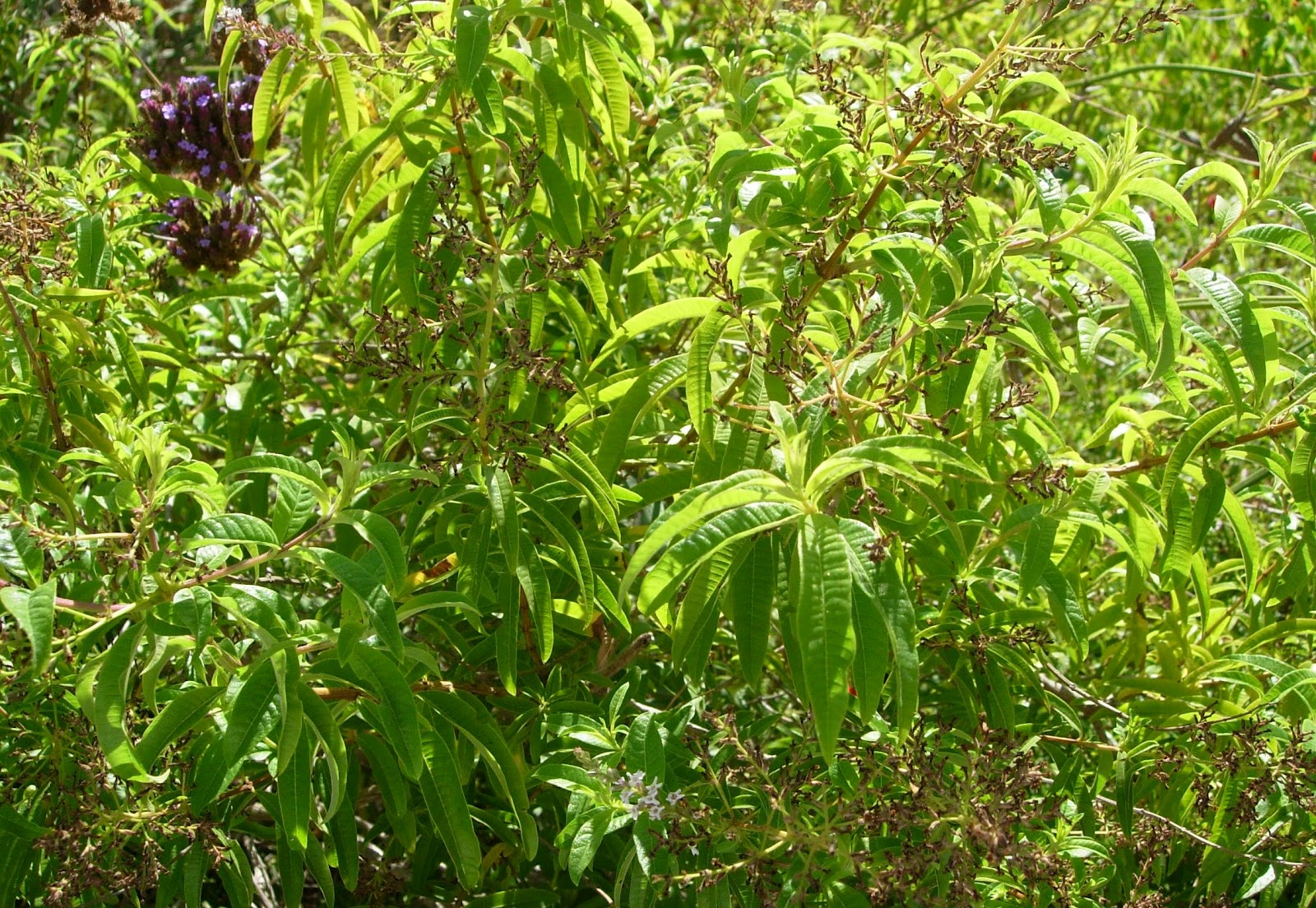 A Table For Rue, Please Lemon Verbena Jelly