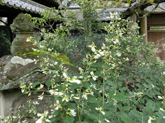 ���c���̃n�M