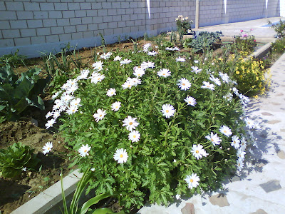 Faenas de la Huerta: Flores en el huerto ¿Para qué?