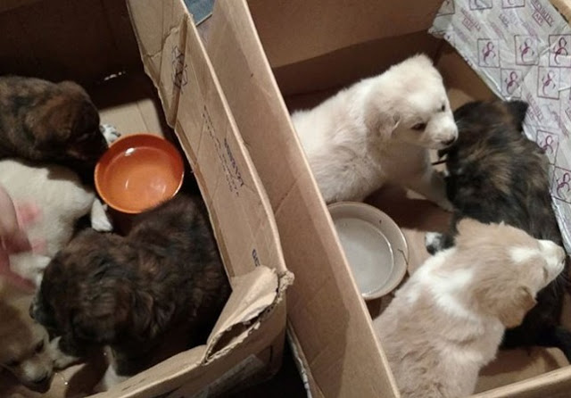 tromaktiko1837 | Lamianow.gr