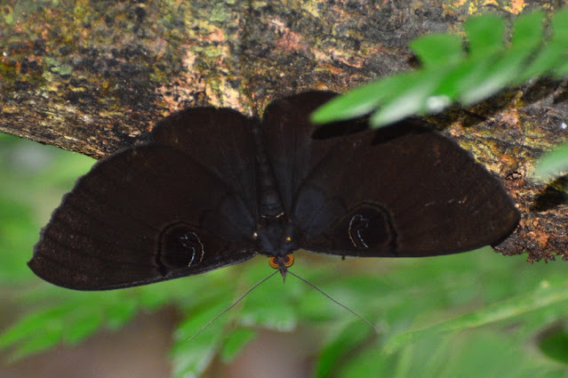 Erebus caprimulgus Erebus caprimulgus