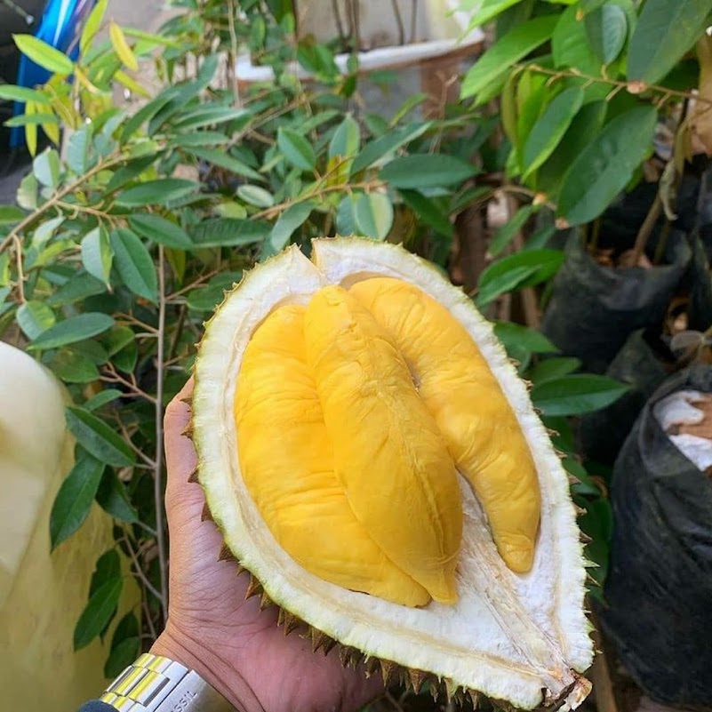 Bibit Durian Musangking Kaki Tiga Super Riau