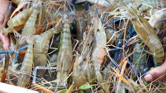 analisa usaha budidaya udang galah