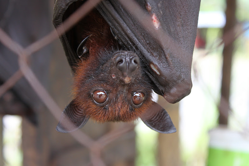 Vancouver Banshee: Indonesia -- Day 7 The Flying Foxes or Fruit Bats of ...