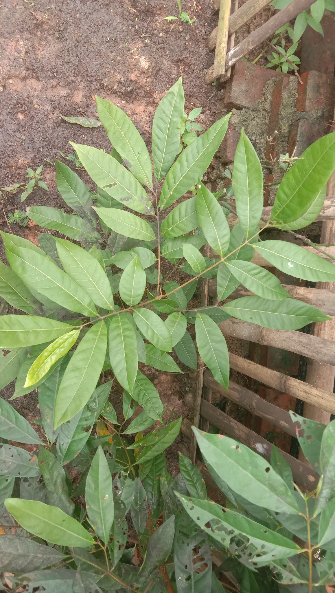 Mengenal tanaman buah Lengkeng (Dimocarpus longan Lour.) - Taman Kupu