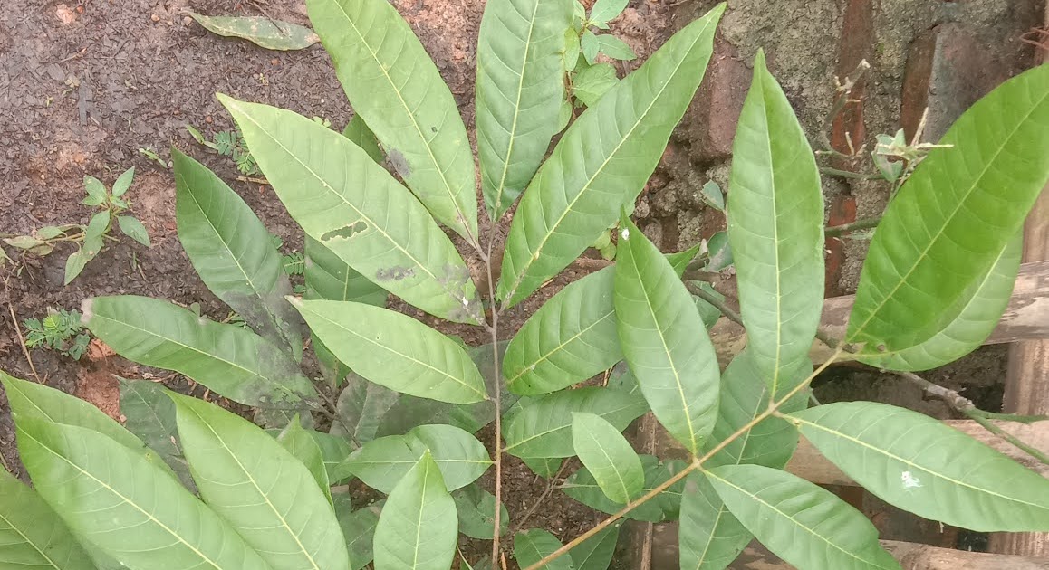 Mengenal tanaman buah Lengkeng (Dimocarpus longan Lour.) - Taman Kupu