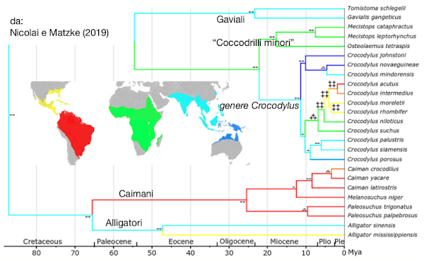 L'albero genealogico dei coccodrilli viventi da Nicolai e Matzke (2019)