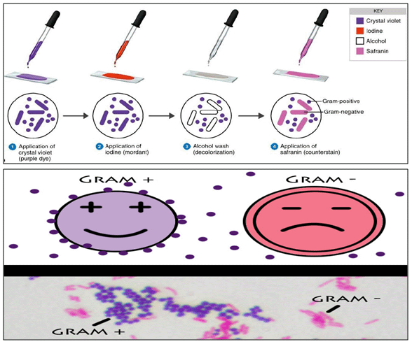 Gram Staining Procedure Of Bacteria