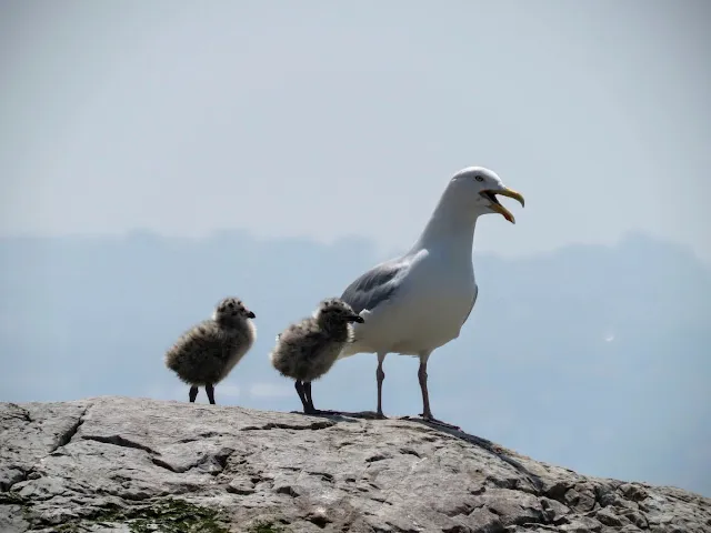 Day trip to Ireland's Eye Island - seagull and chicks