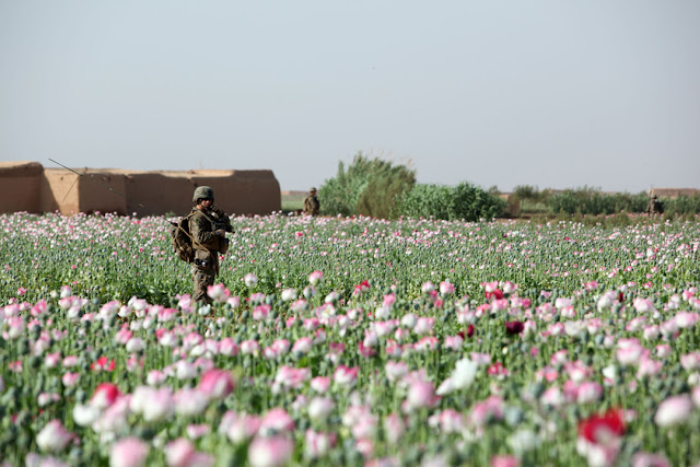 CIA, MI6 kiểm soát mạng lưới Thương mại buôn bán ma túy toàn cầu Opium-fields-18