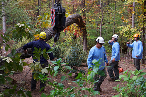 Roswell Ga tree cutting and removal by ISA Certified Arborist