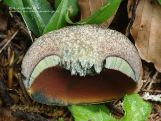 Suillellus luridus DSC147095