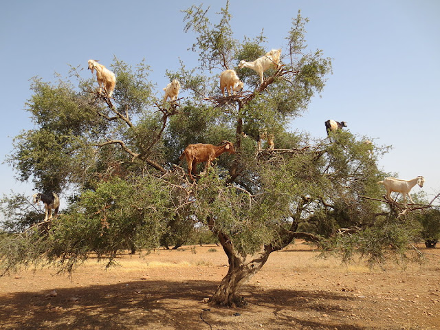 cabras en los árboles