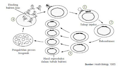 Mengenal Pengertian Virus,Ciri dan Struktur Virus, Reproduksi Virus, KLasifikasi dan Manfaat Virus bagi Manusia