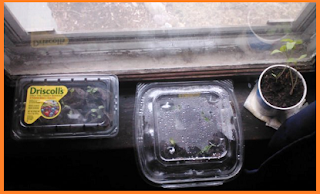 Rectangular, clear container with yellow sticker, square container hanging over window sill edge, and small cup holding two leggy sprouts. 