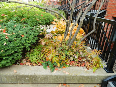 Downtown Toronto Fall Cleanup Before by Paul Jung Gardening Services--a Toronto Organic Gardener Downtown Toronto Fall Cleanup Before by Paul Jung Gardening Services--a Toronto Organic Gardener