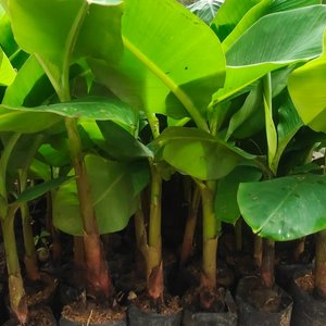 bibit pohon pisang raja nangka supplier tanaman Jawa Tengah