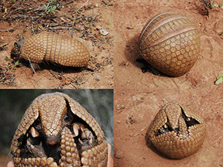 Mamíferos y marsupiales mammals of the earth Armadillo de tres bandas