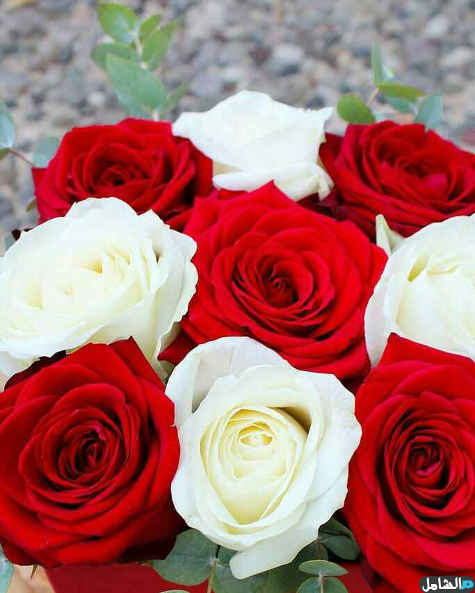 صور زهور 2020 ورود رومانسية اجمل زهور الحب