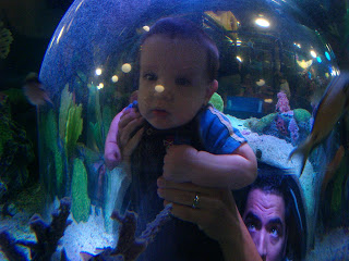 sealife aquarium