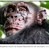 Chimpanzés estão sofrendo de lepra na África