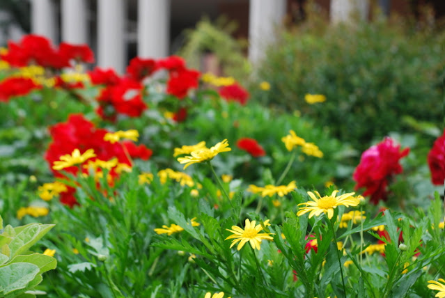 in our garden - CASA SANTO SPIRITO