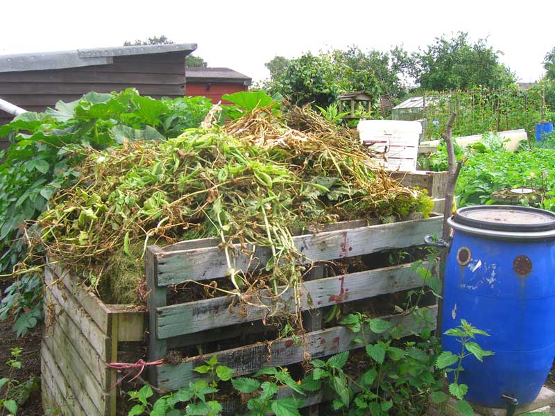 Allotment Garden Growing medium, compost or just plain soil?