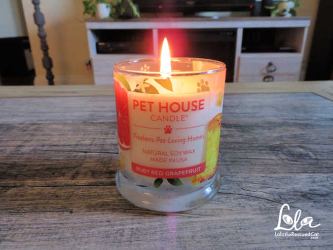 Say Goodbye to Pet Odors With Pet House by One Fur All Lola The