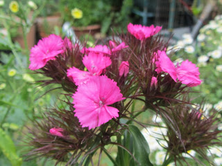 Bright Pink Flower