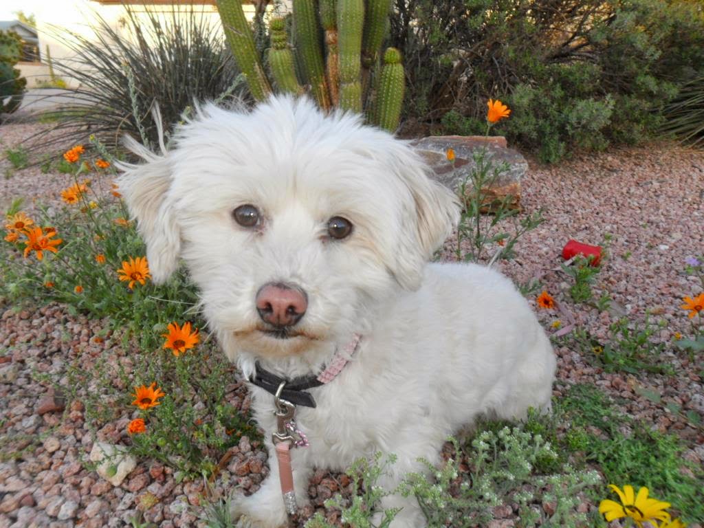 Cute Small Dog Breeds That Don T Shed - Dog Breeds