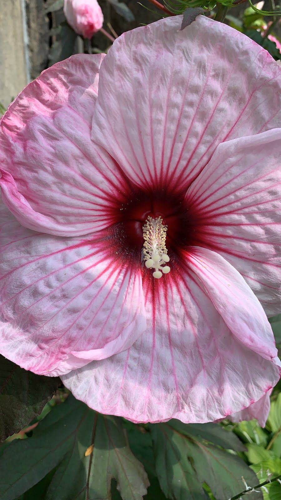 dinner plate hibiscus