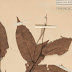 Hopea bilitonensis, Sampel Pohon Langka dari Belitong Ini Tersimpan di Leiden dan Jadi Bahan Penelitian di Malaysia