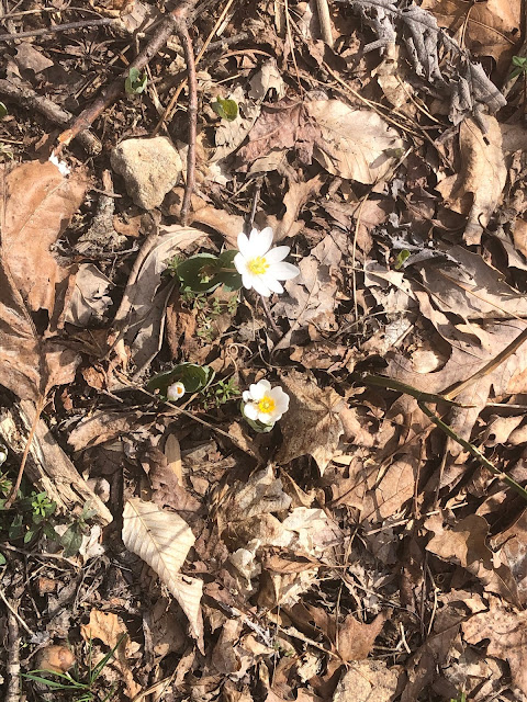 Bloodroot emerges from the awakening forest floor at the Little Grand Canyon in Illinois