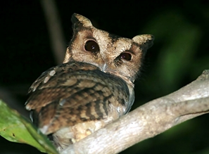 10 Jenis Burung Indonesia Yang Hampir Punah