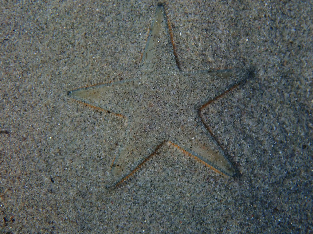 Astropecten jonstoni Astropecten jonstoni