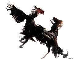 ไก่ชนและการเลี้ยงไก่: ไก่ชนไก่พื้นเมืองของไทย ไก่ชนและการเลี้ยงไก่: ไก่ชนไก่พื้นเมืองของไทย