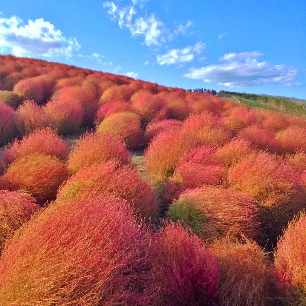 HITACHI SEASIDE PARK HITACHI KAIHIN KOEN visual data 4