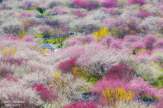 bosque-con-variedad-de-arbolado-de-colorida-vegetacion