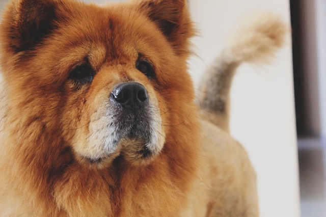 Chow chow is an ancient Chinese breed of dogs and among the most dangerous dogs in the world.