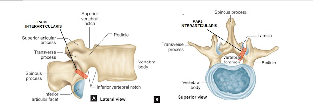 WHAT IS PARS INTERARTICULARIS?