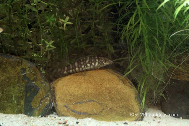 Loach (Botia Kubotai) resting