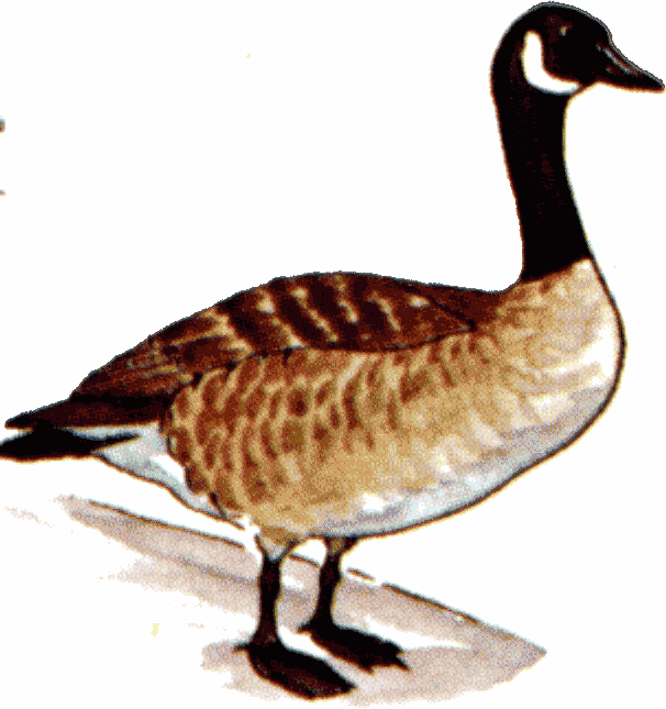 clipart of a goose - photo #1