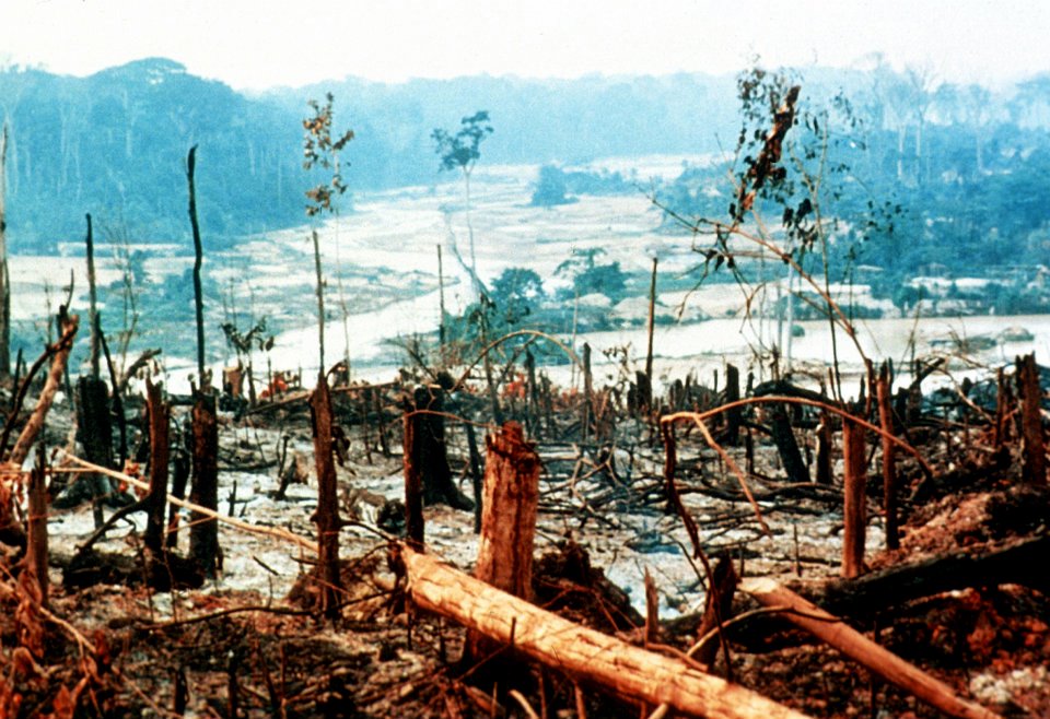HOME FRONT TERRACES : The Effects of Deforestation in the Environment