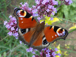 Peacock Butterfly