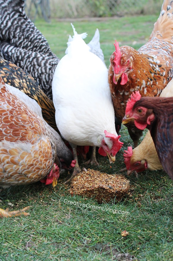How to Make a Snack Block for Your Flock a DIY Flock Block® Copycat