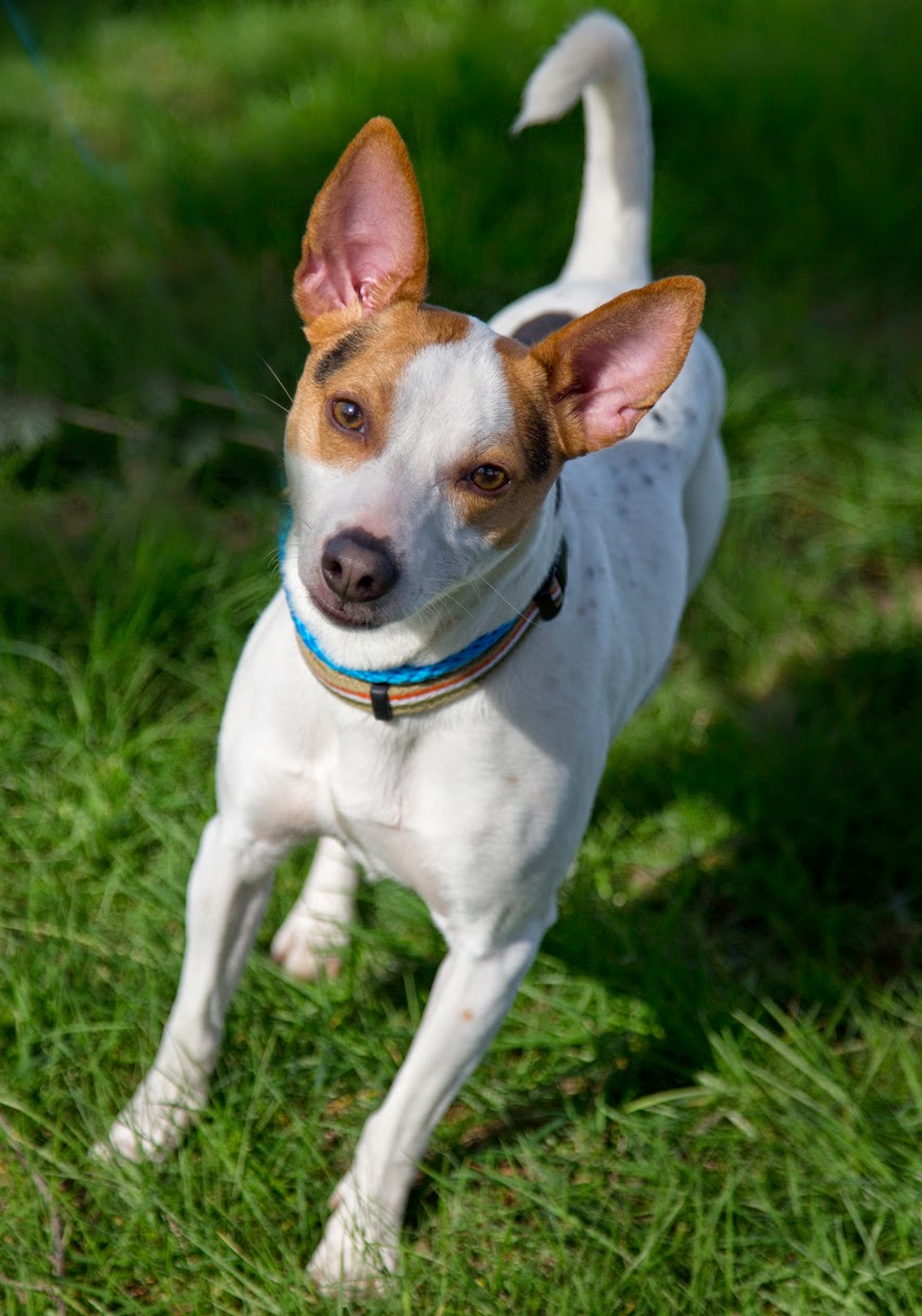 Shelter Dogs of Portland: "JACK" happy Jack Russell (Rat Terrier?) mix