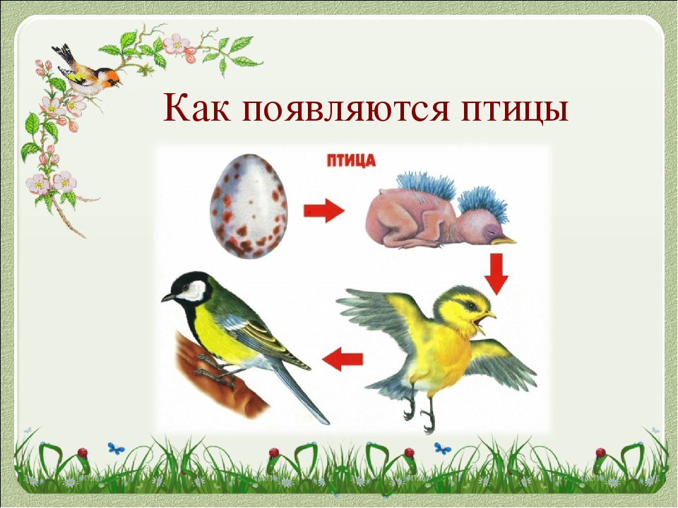 Откуда появились птицы. Цепочка развития птиц. Этапы развития птиц. Этапы жизни птицы для дошкольников. Как появляется птица.