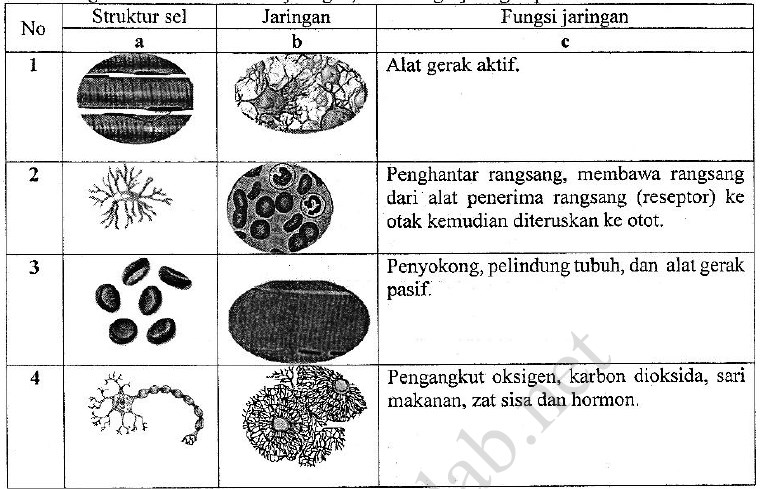 Soal dan Kunci Jawaban UN IPA SMP Tahun 2019 No 2440