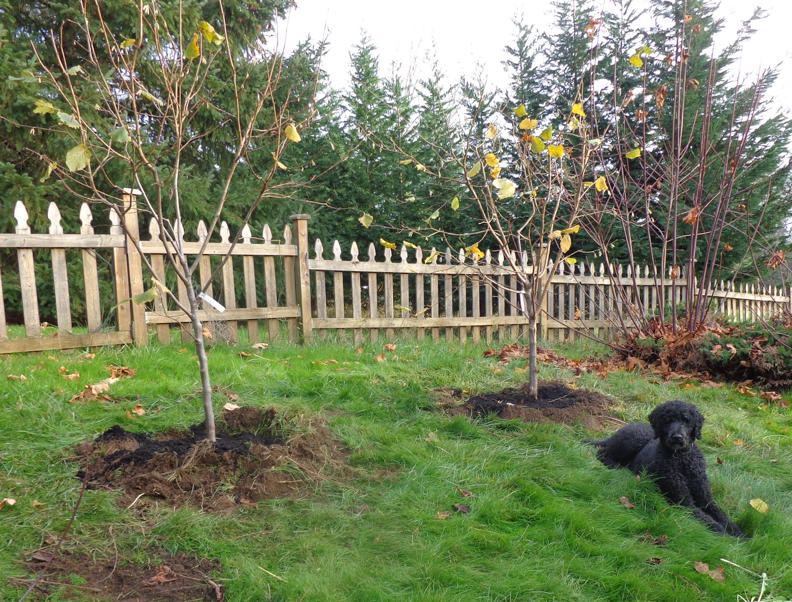 Daniel's Pacific NW Garden Moving a pair of HazelNut Trees